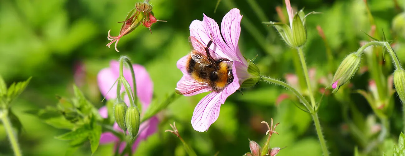 Bumblebee on a pink geranium flower