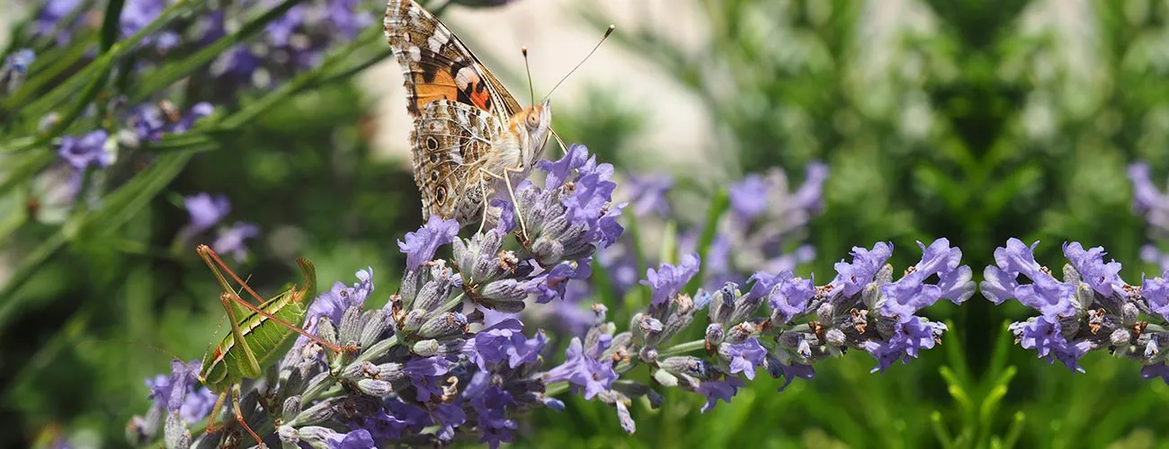 Butterfly resting on lavender flowers