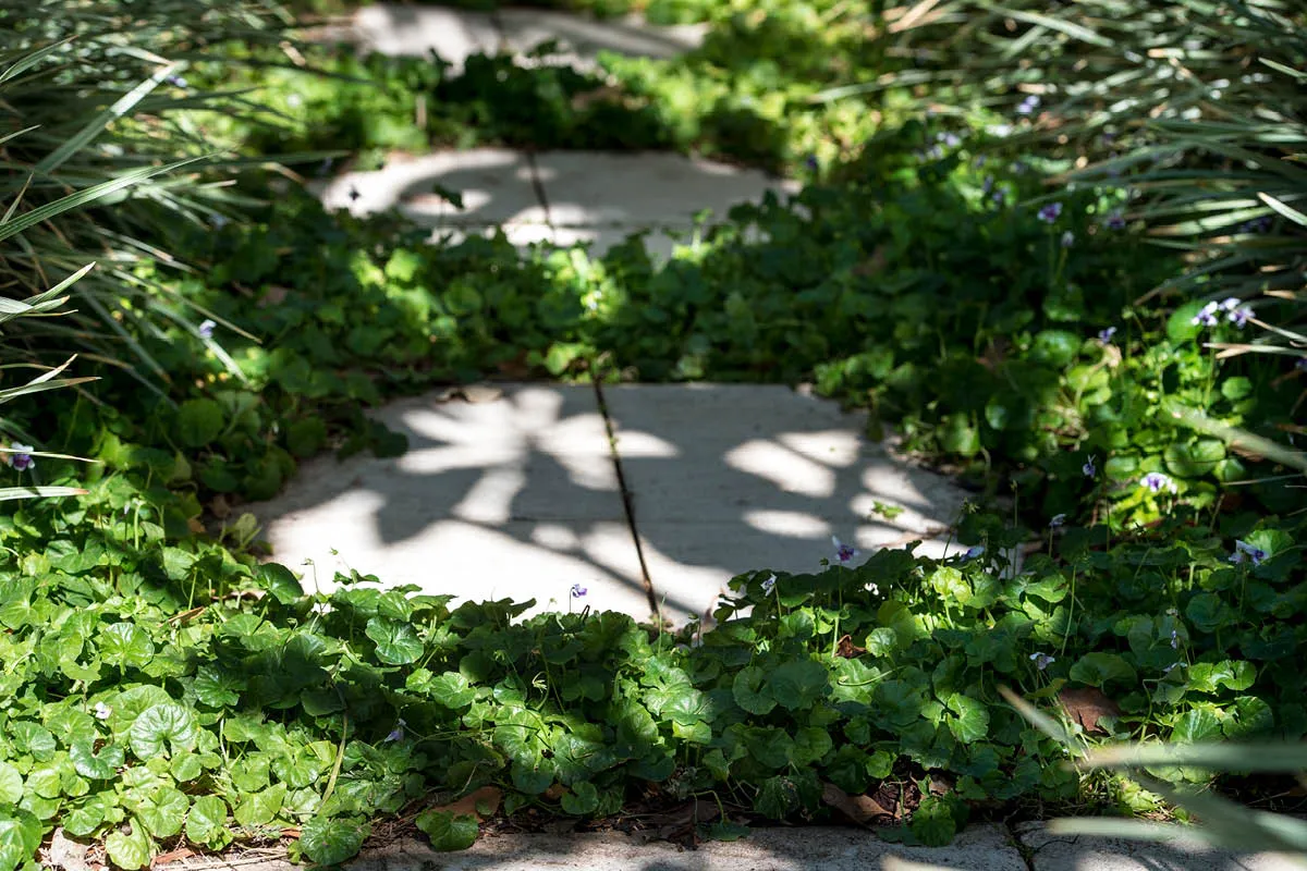 Lesmurdie, WA landscape design by Mondo Landscapes, photo 11