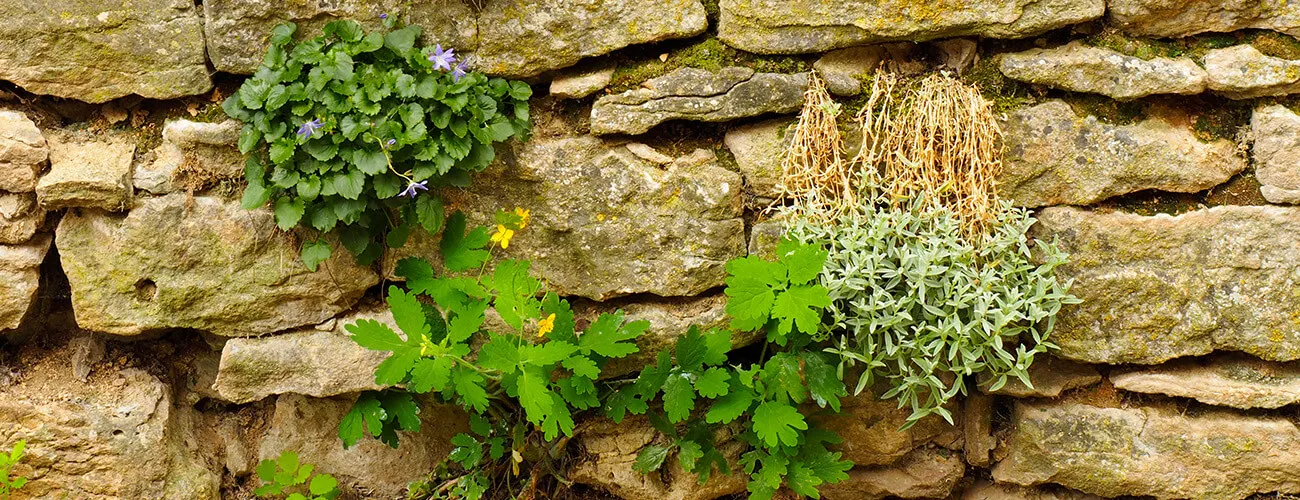 Green plants growing between the stones of a rock wall